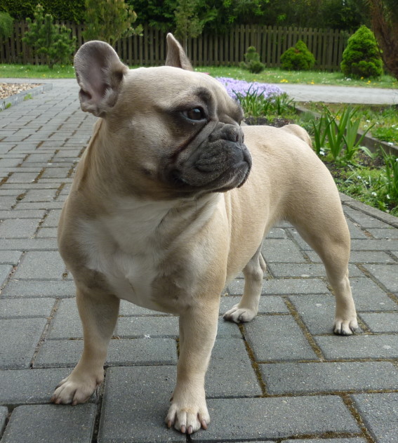 Bella