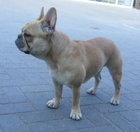 Amy
