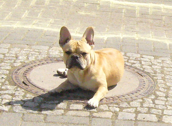 Amy