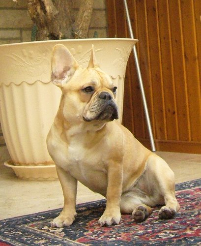 amy