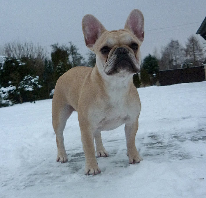 Isabella-Amy