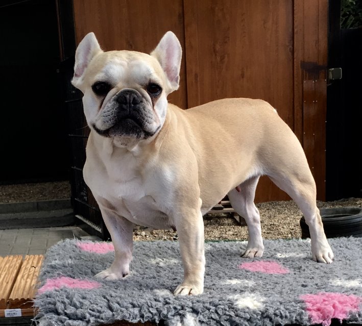 AMY
