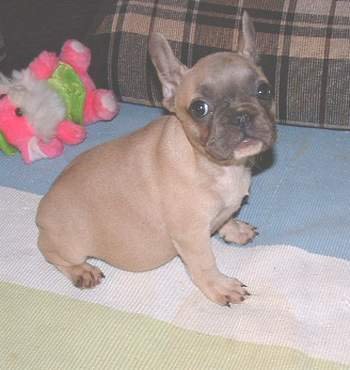bella