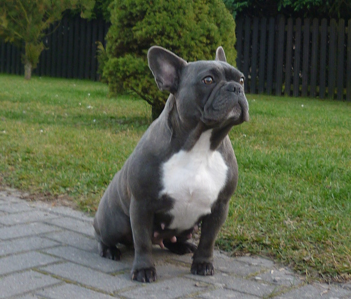 Bluna