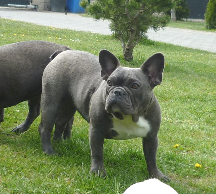 Bluna