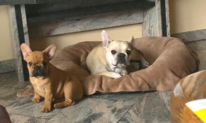 Dolly u.Isabella Amy