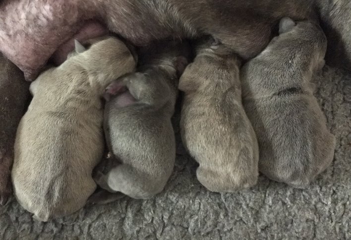 Ee Wurf 1 Stunde alt