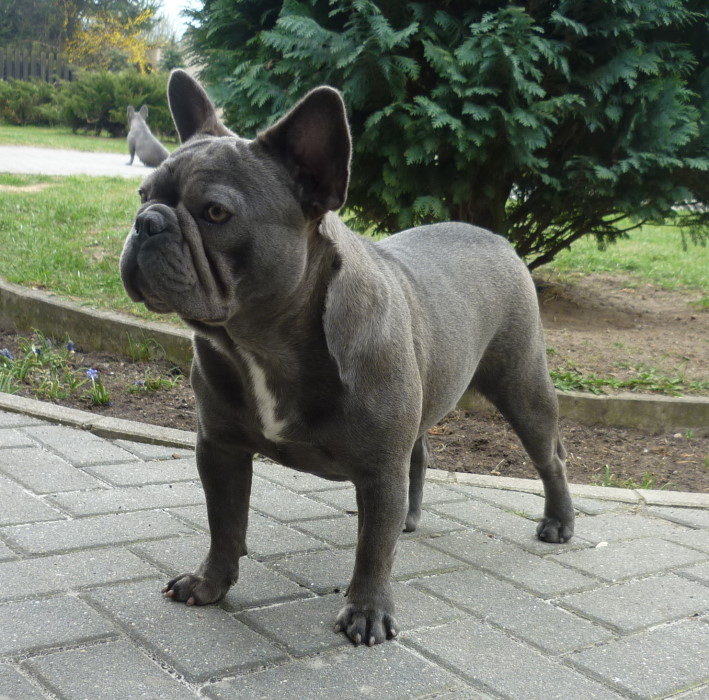 Fiene