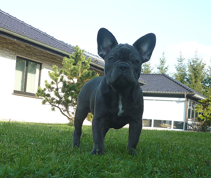 Fiene
