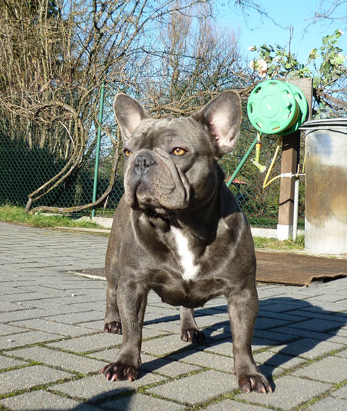 Fiene