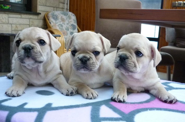 Ingo,Isabella-Amy,Inki