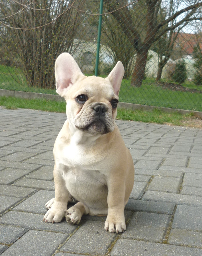 Isabella-Amy