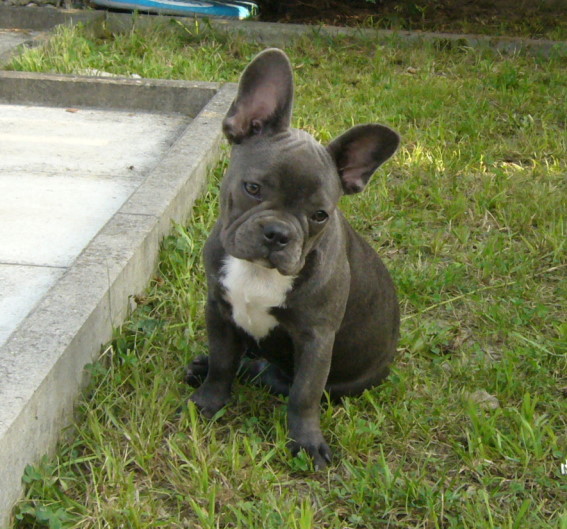 Lilly